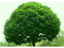 綠色九江的守護者 九江市林木種苗中心與苗木種植的復興之路