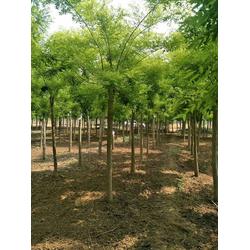綠意盎然 濟寧市兗州區鴻福苗木種植專業合作社的樹木種植之道