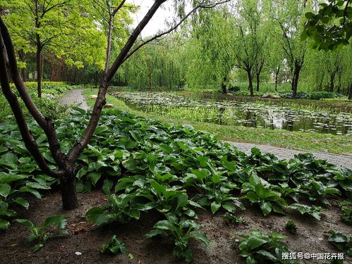 鹽堿地上起綠洲——林木種質資源利用國家創新聯盟調研天津泰達鹽堿地綠化研究中心紀實