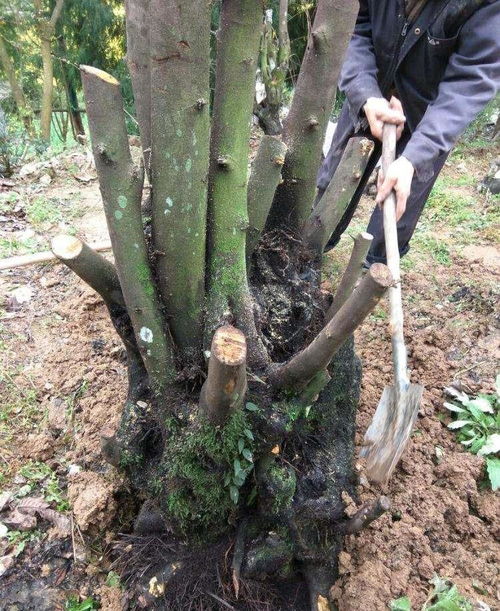 山坡上的‘廢柴’植物，做成盆景后價值倍增，你知道是哪一種嗎？