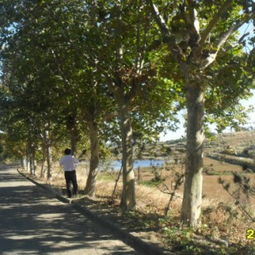 大法桐40-50公分供應商 山東嘉祥銀燕苗木種植園林的樹木種植之道