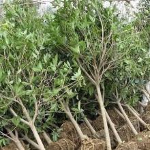 蘭州藍森苗木種植中心 綠色夢想的搖籃