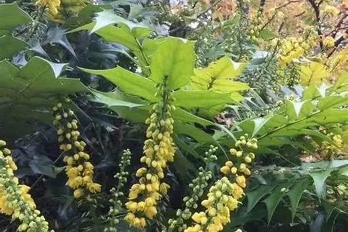 工廠綠化優選樹種與種植要點